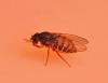 Drosophila hydei